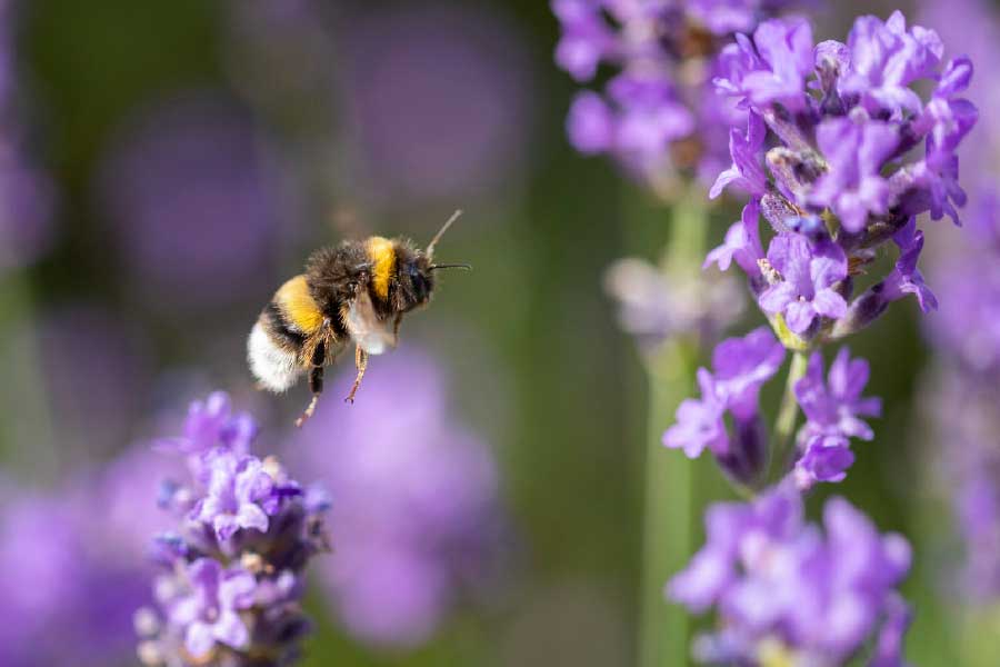 Bella Home Bumble Bee Flying & Purple Flower Print Canvas Ready to hang