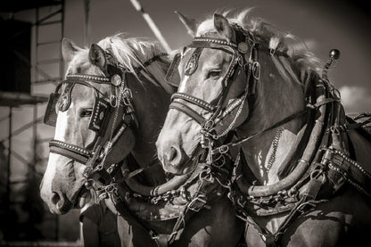 Draft Horses B&W View Photograph Home Decor Premium Quality Poster Print Choose Your Sizes