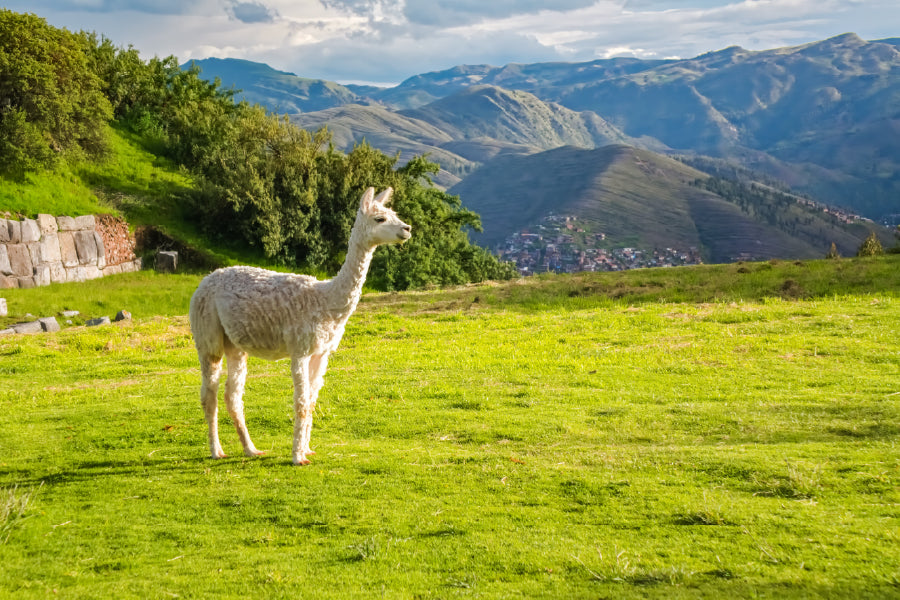 Llama on Grass Hill & Mountains Scenery Photograph Print 100% Australian Made