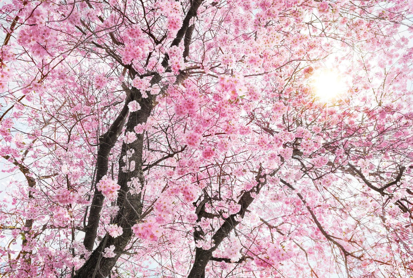 Blossom Tree Closeup Photograph Print 100% Australian Made