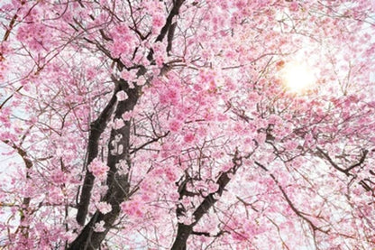 Blossom Flower Tree Print 100% Australian Made