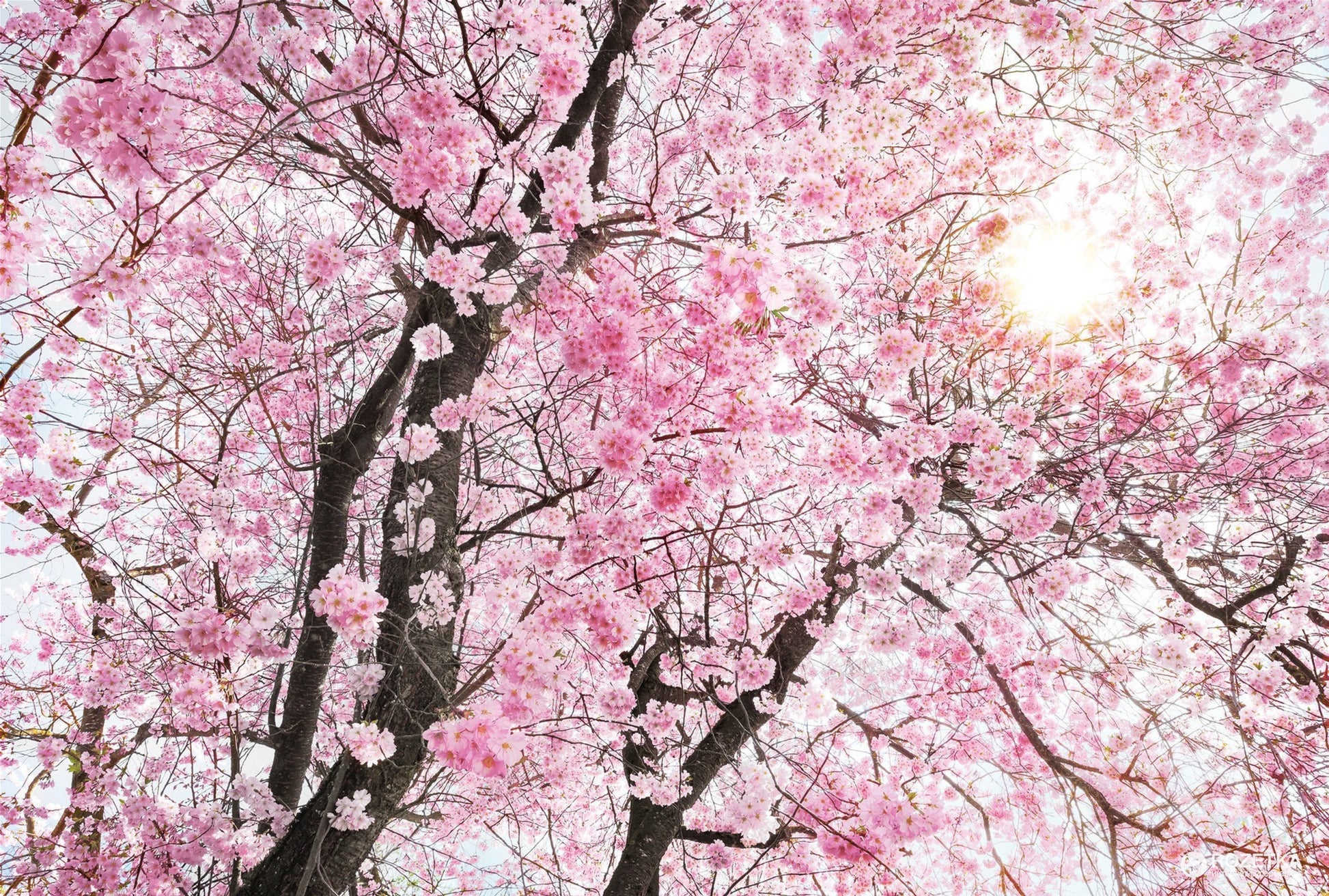 Blossom Tree Closeup Photograph Home Decor Premium Quality Poster Print Choose Your Sizes