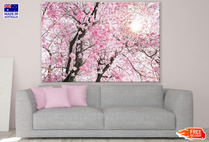 Blossom Tree Closeup Photograph Print 100% Australian Made