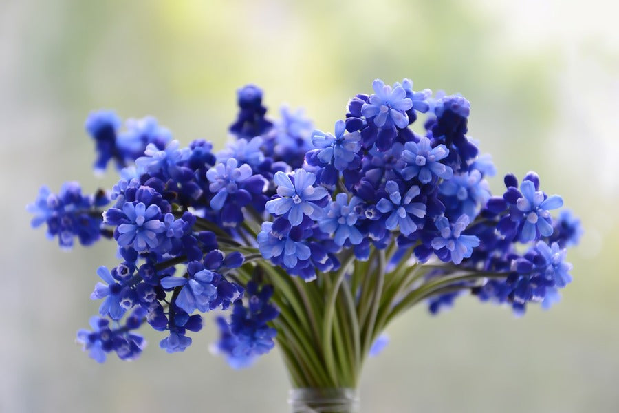 Blue Flower Bouquet Photograph Print 100% Australian Made