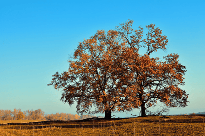 Red Maple Trees Autumn Scenery Photograph Print 100% Australian Made