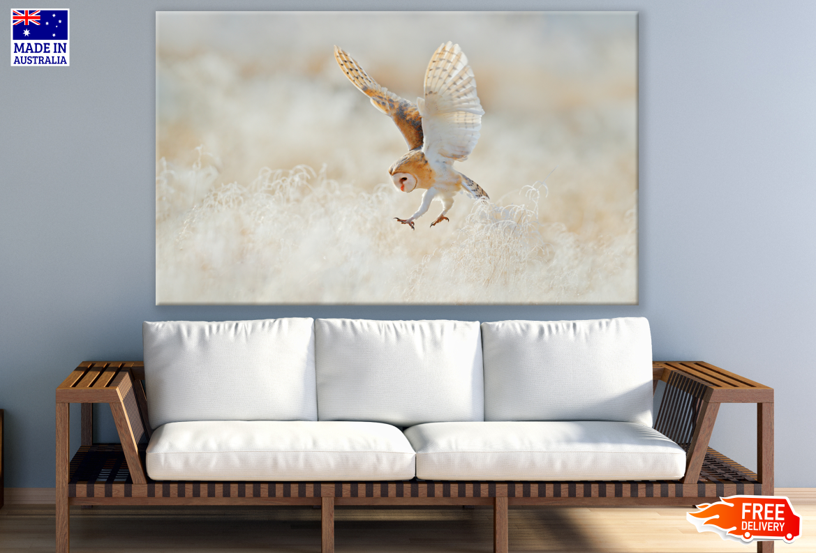 Owl Open Wings Landing on Field Photograph 100% Australian Made