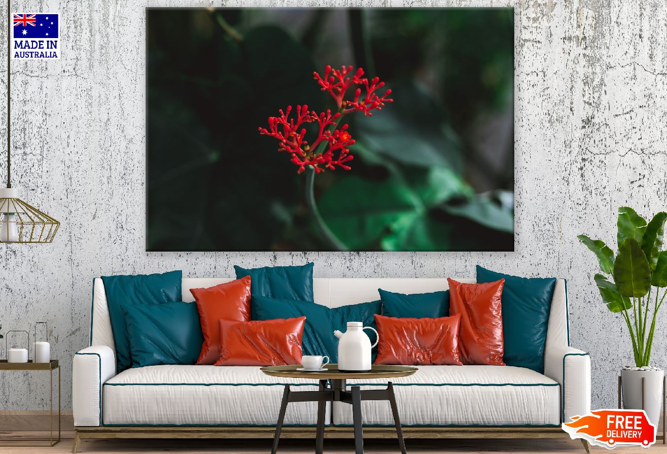 Ixora Coccinea Flowering Plant Photograph Print 100% Australian Made