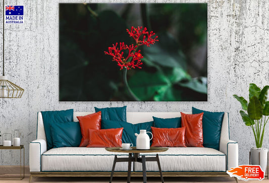 Ixora Coccinea Flowering Plant Photograph Print 100% Australian Made