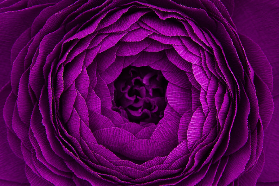Purple Flower Closeup Photograph Print 100% Australian Made