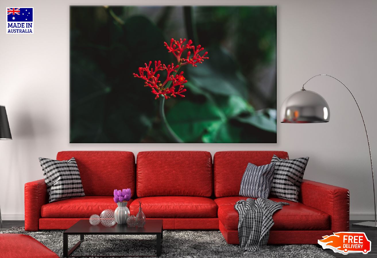 Ixora Coccinea Flowering Plant Photograph Print 100% Australian Made