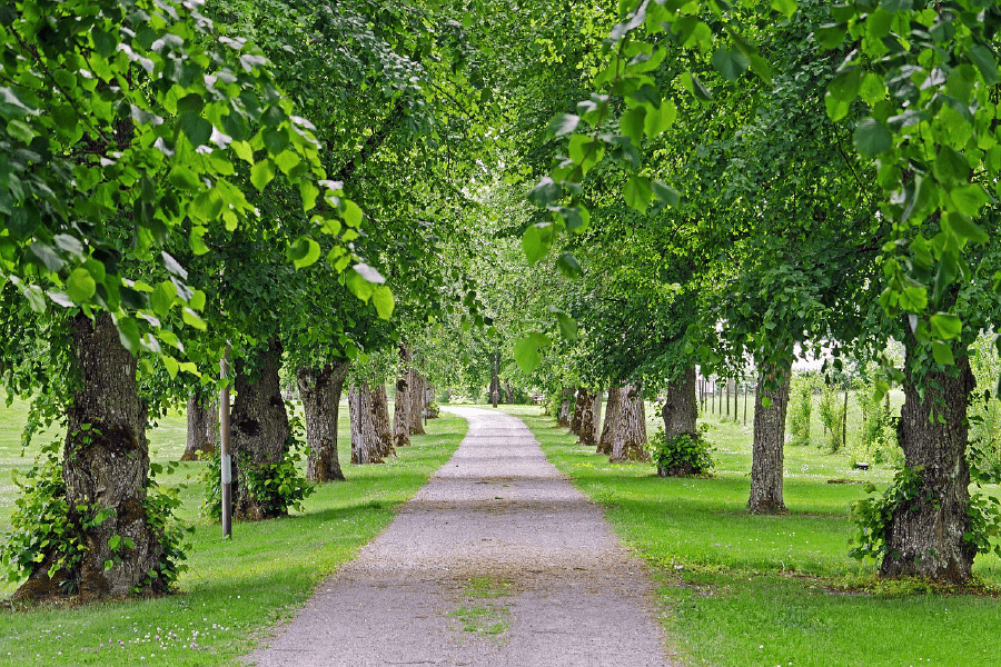 Road Covered with Trees Photograph Print 100% Australian Made