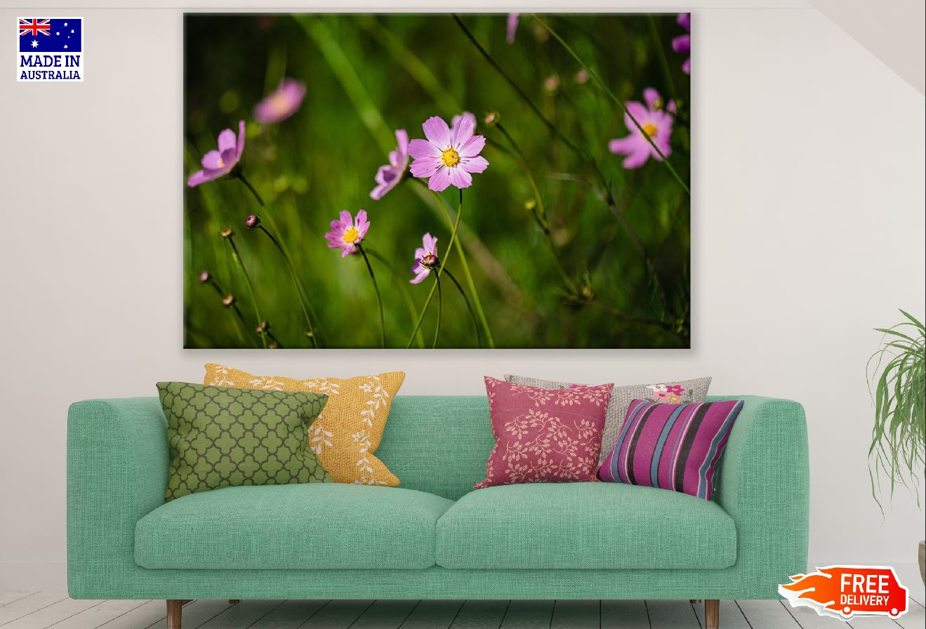 Pink Cosmos Flowers Plant Photograph Print 100% Australian Made