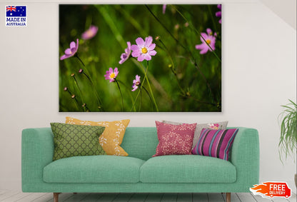 Pink Cosmos Flowers Plant Photograph Print 100% Australian Made