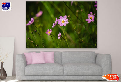 Pink Cosmos Flowers Plant Photograph Print 100% Australian Made