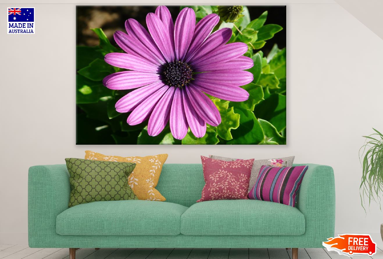 Pink Daisy Flower Closeup Photograph Print 100% Australian Made