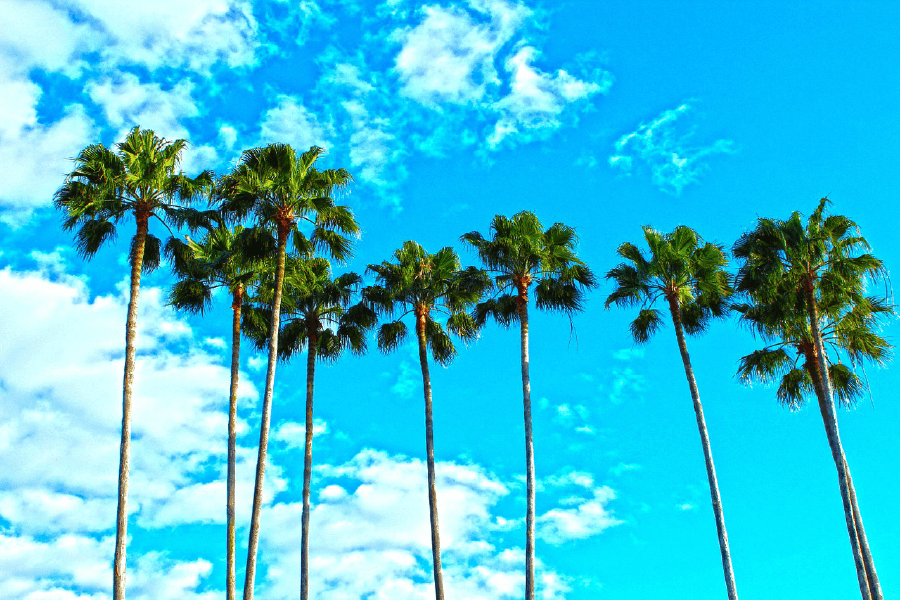 Palm Trees Under Blue Sky Photograph Print 100% Australian Made