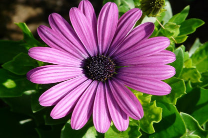 Pink Daisy Flower Closeup Photograph Print 100% Australian Made