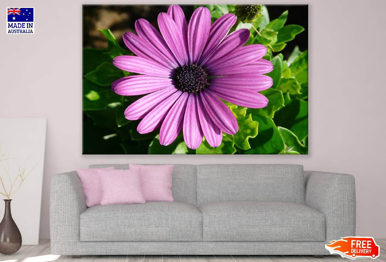 Pink Daisy Flower Closeup Photograph Print 100% Australian Made