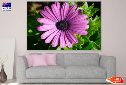 Pink Daisy Flower Closeup Photograph Print 100% Australian Made