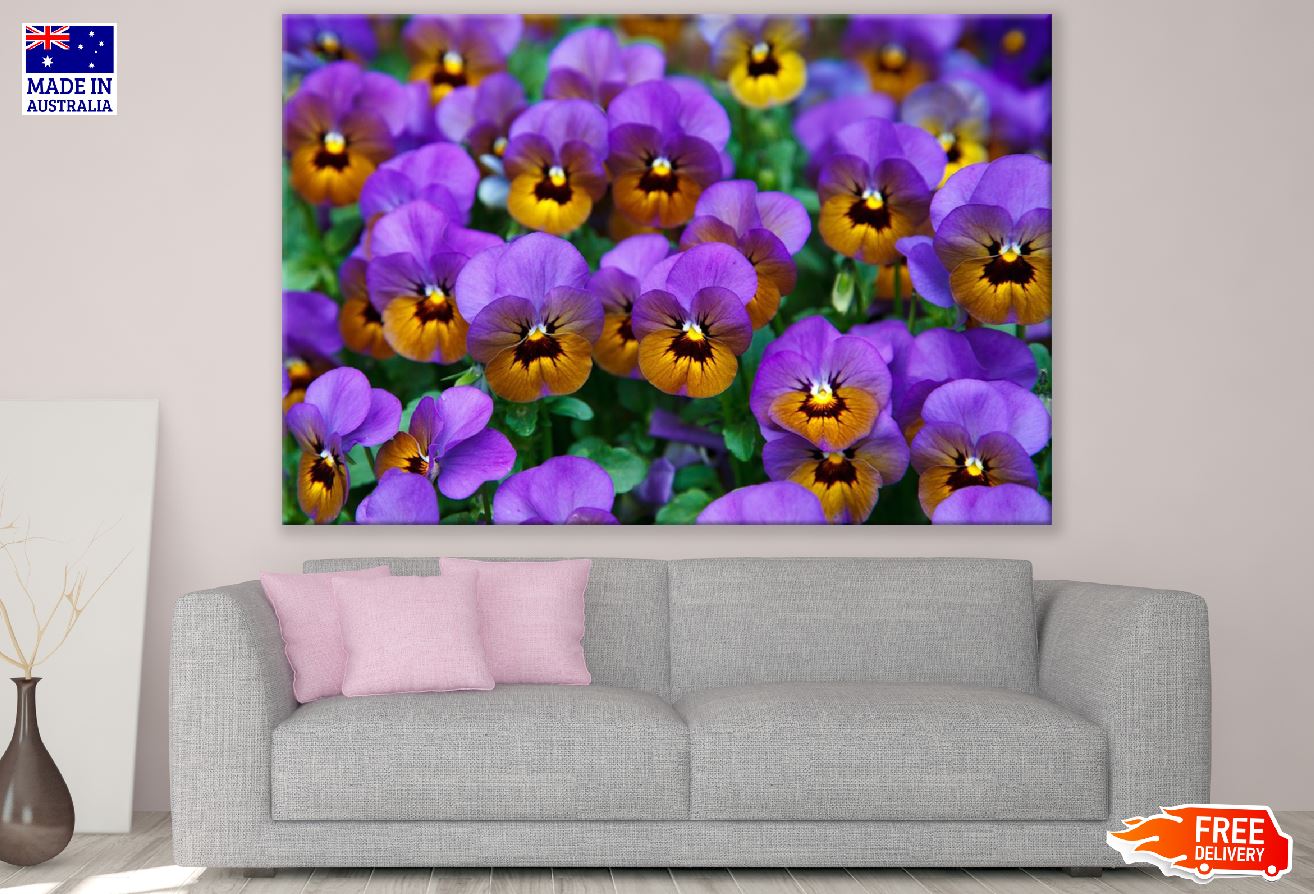 Purple Brown Pansy Flowers Photograph Print 100% Australian Made