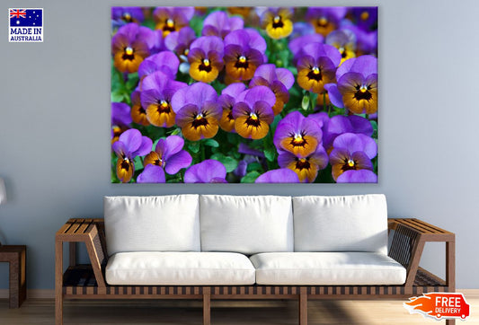Purple Brown Pansy Flowers Photograph Print 100% Australian Made