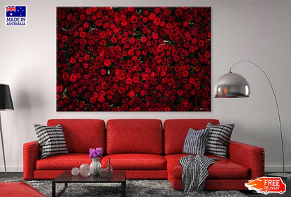 Red Roses View Photograph Print 100% Australian Made