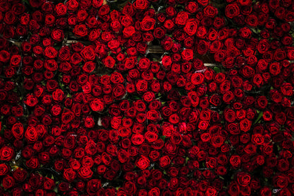 Red Roses View Photograph Print 100% Australian Made
