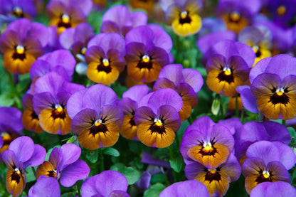 Purple Brown Pansy Flowers Photograph Print 100% Australian Made