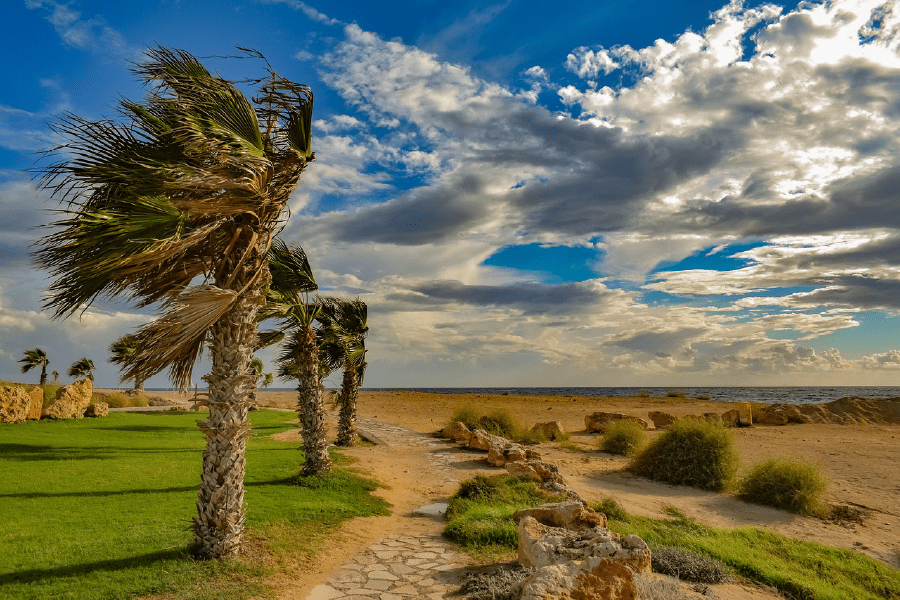 Palm Trees Under Clouds Photograph Print 100% Australian Made