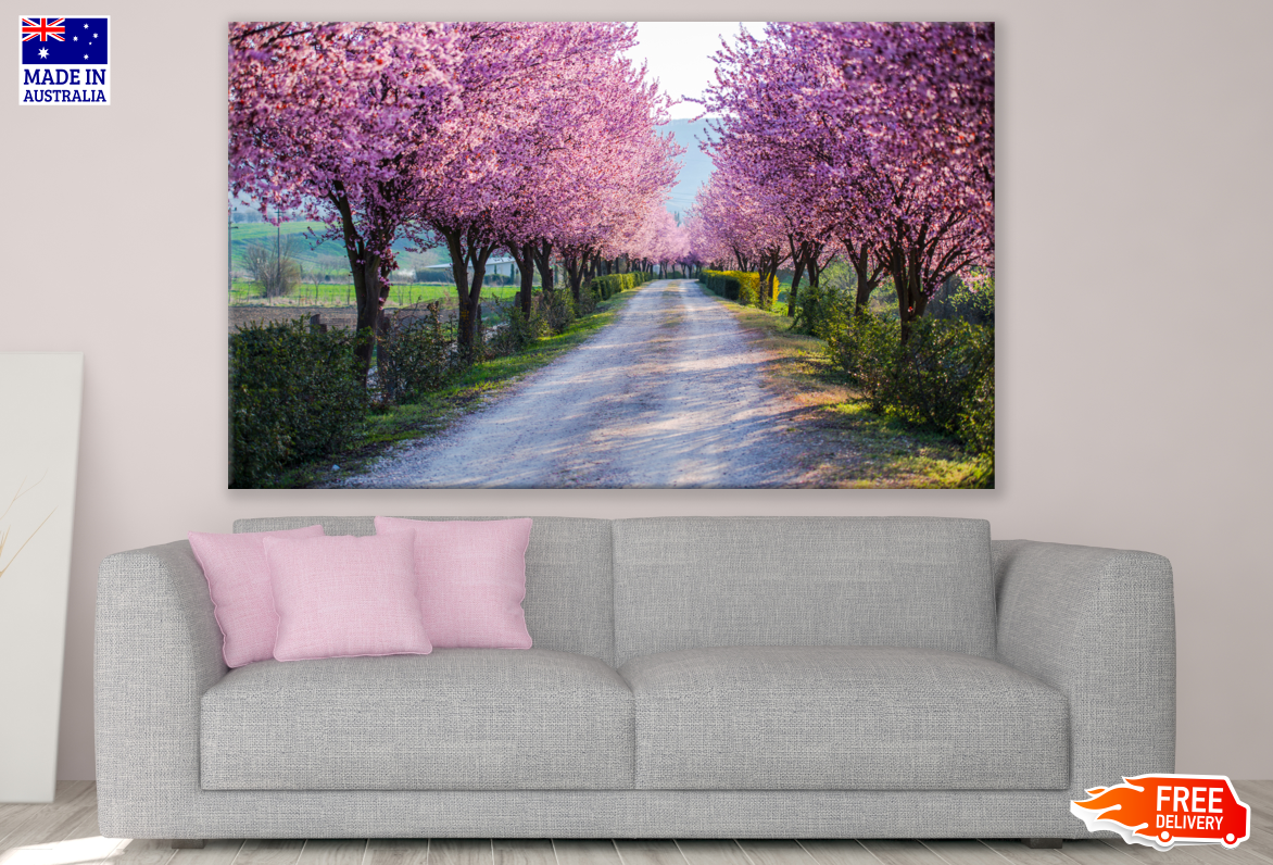 Blossom Trees Road Photograph Print 100% Australian Made