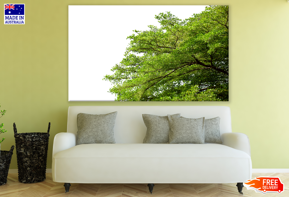 Stunning Tree Photograph Print 100% Australian Made