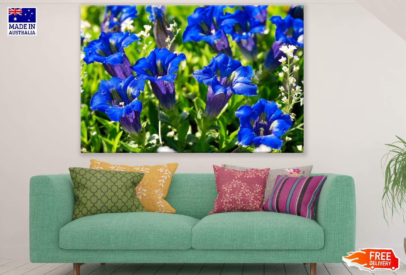 Blue Gentians Flowers Photograph Print 100% Australian Made
