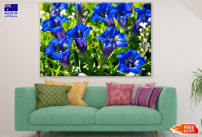 Blue Gentians Flowers Photograph Print 100% Australian Made