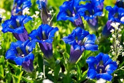 Blue Gentians Flowers Photograph Print 100% Australian Made