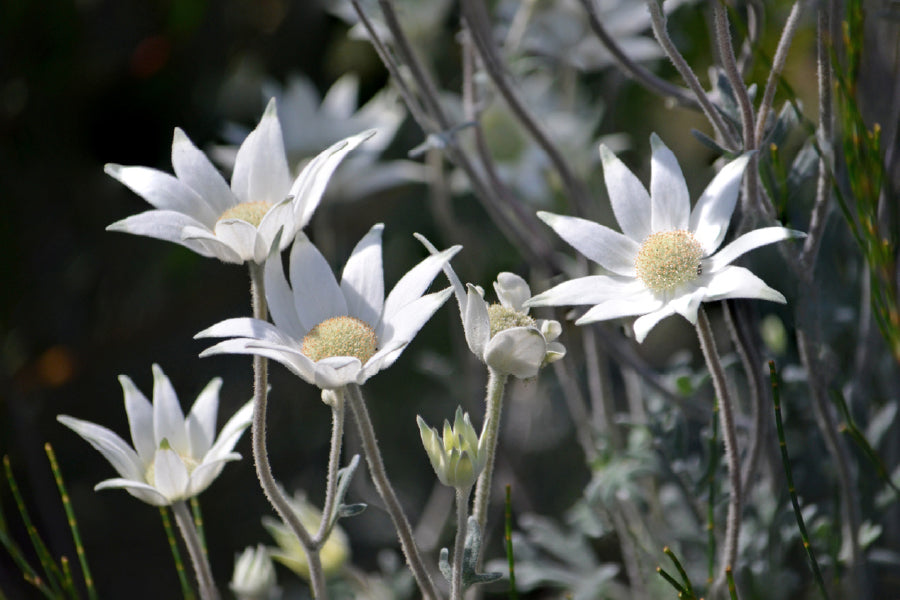 Australian Flannel Flowers View Photograph Print 100% Australian Made