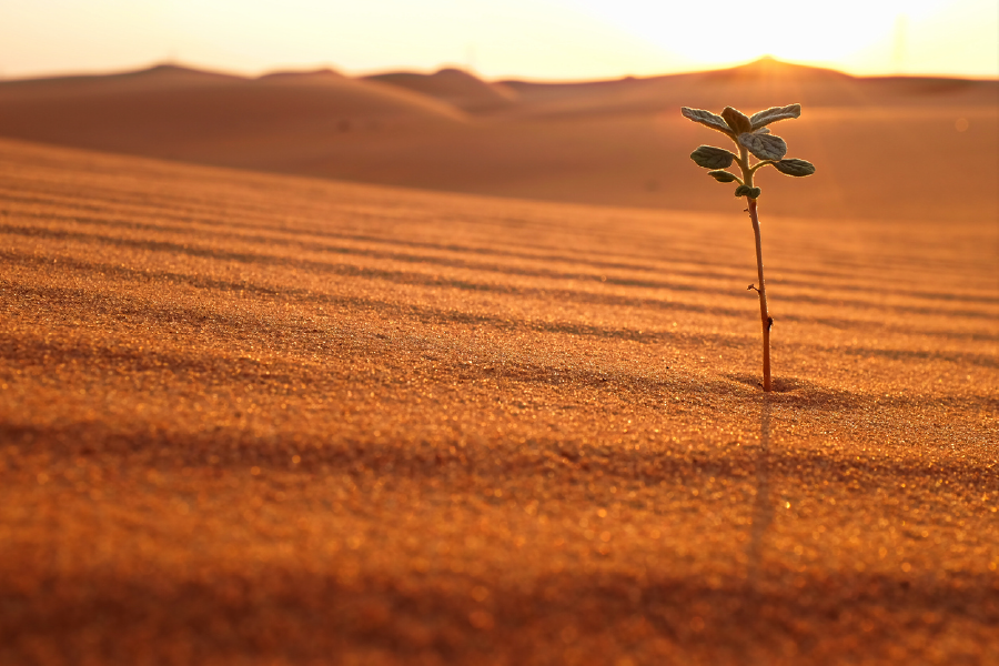 Desert & Plant Closeup Photography View Print 100% Australian Made