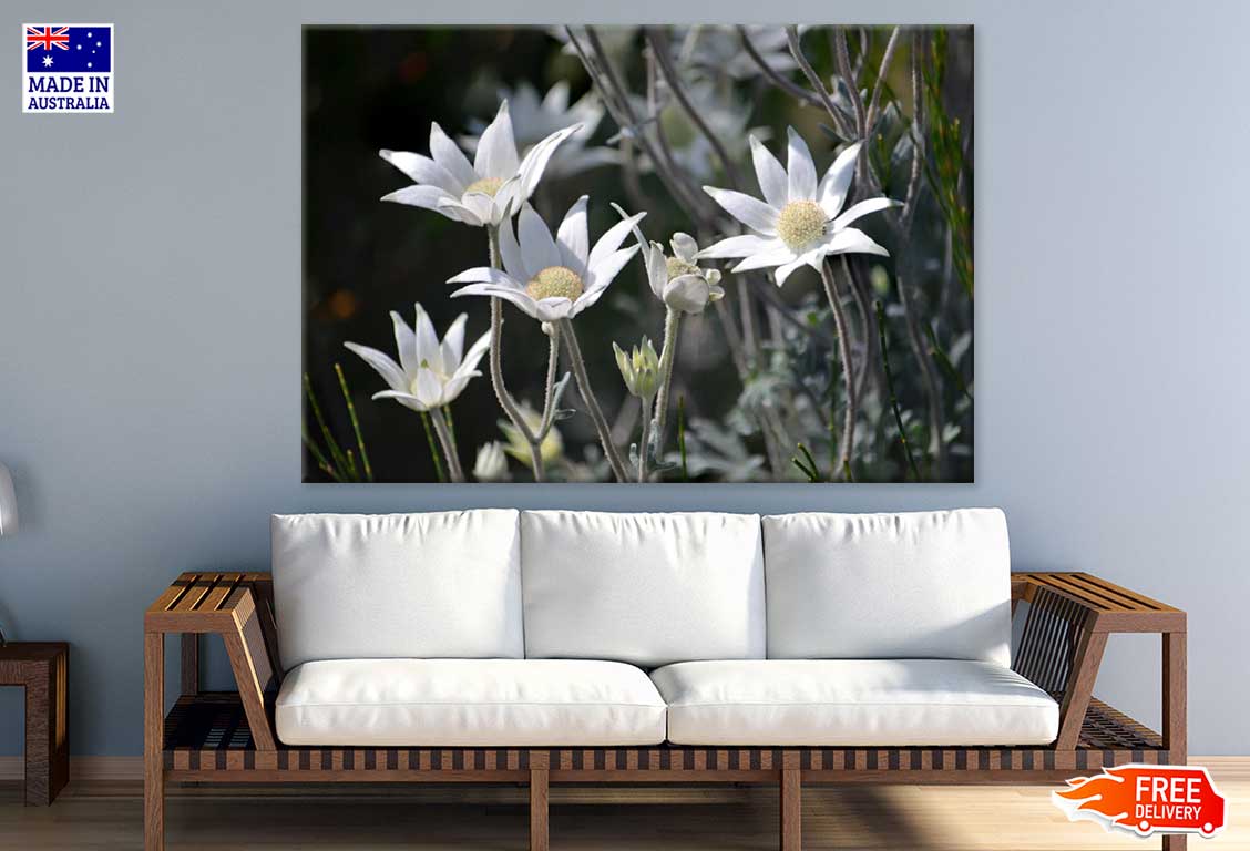 Australian Flannel Flowers View Photograph Print 100% Australian Made