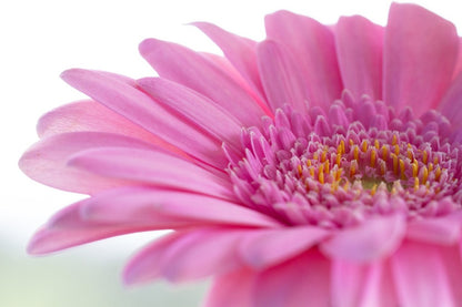 Pink Gerbera Flower Closeup Macro Photograph Print 100% Australian Made