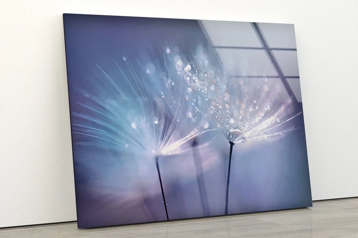 Dandelion Flower with Water Drops Photograph Acrylic Glass Print Tempered Glass Wall Art 100% Made in Australia Ready to Hang