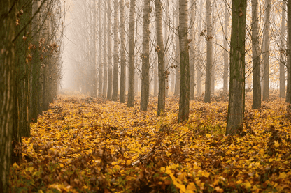 Park Trees Leaves Autumn Scenery Photograph Print 100% Australian Made