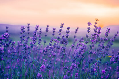 Purple Violet Flower Field View Photograph Print 100% Australian Made