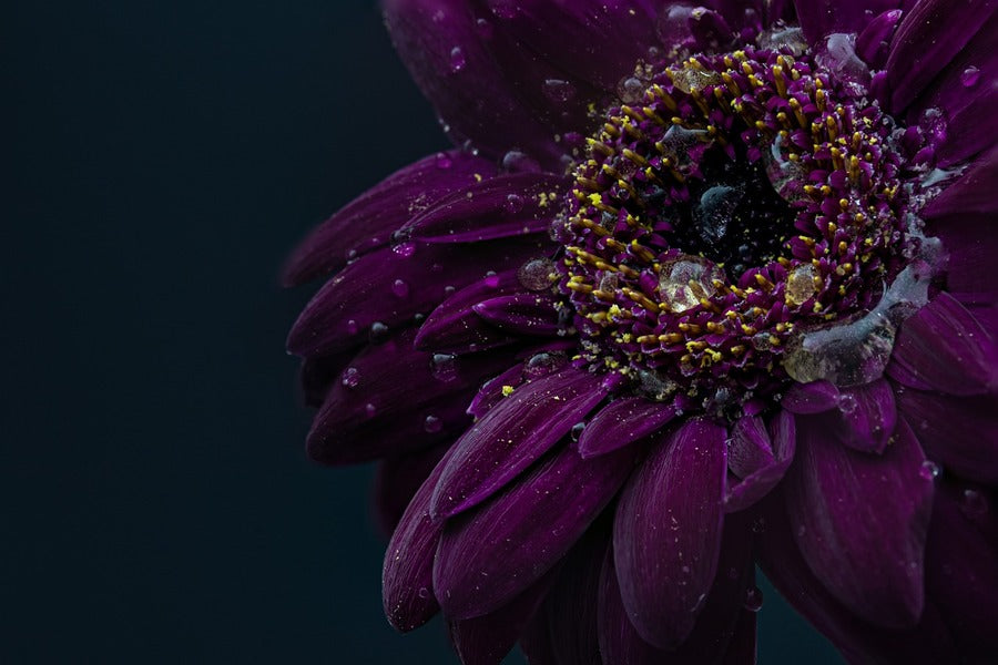 Purple Gerbera Flower Closeup Macro Photograph Print 100% Australian Made
