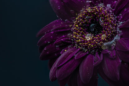 Purple Gerbera Flower Closeup Macro Photograph Print 100% Australian Made