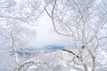 Snow Coverd Trees & Mountain View Print 100% Australian Made