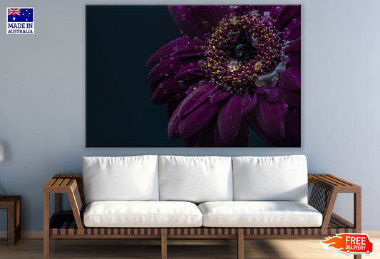 Purple Gerbera Flower Closeup Macro Photograph Print 100% Australian Made