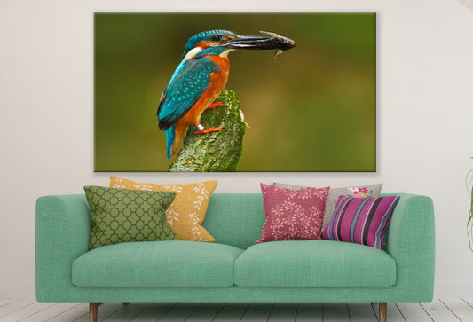 Kingfisher Bird Hunting Photograph Print 100% Australian Made