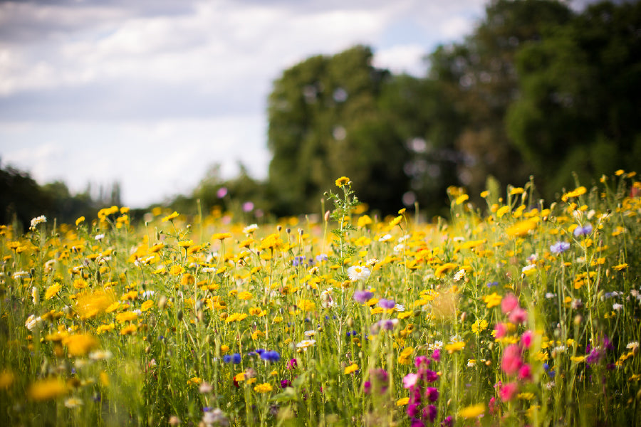 Colorful Wild Flower Field View Photograph Print 100% Australian Made
