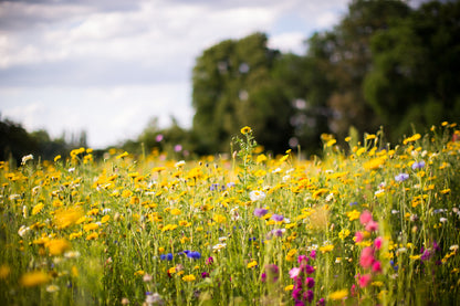 Colorful Wild Flower Field View Photograph Print 100% Australian Made