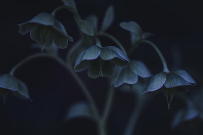 Blue Hellebore Flowers Photograph Print 100% Australian Made