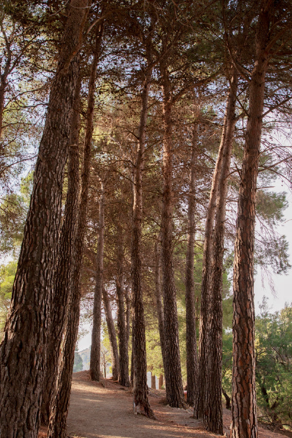 Tall Trees Forest View Photograph Home Decor Premium Quality Poster Print Choose Your Sizes